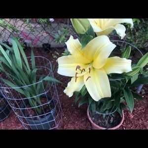 Meet your Posher, Maddie